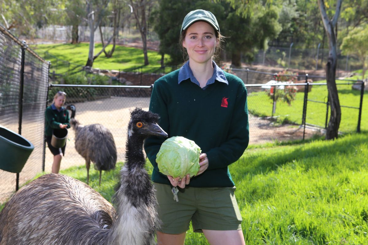 Two female zoo curators with two emus