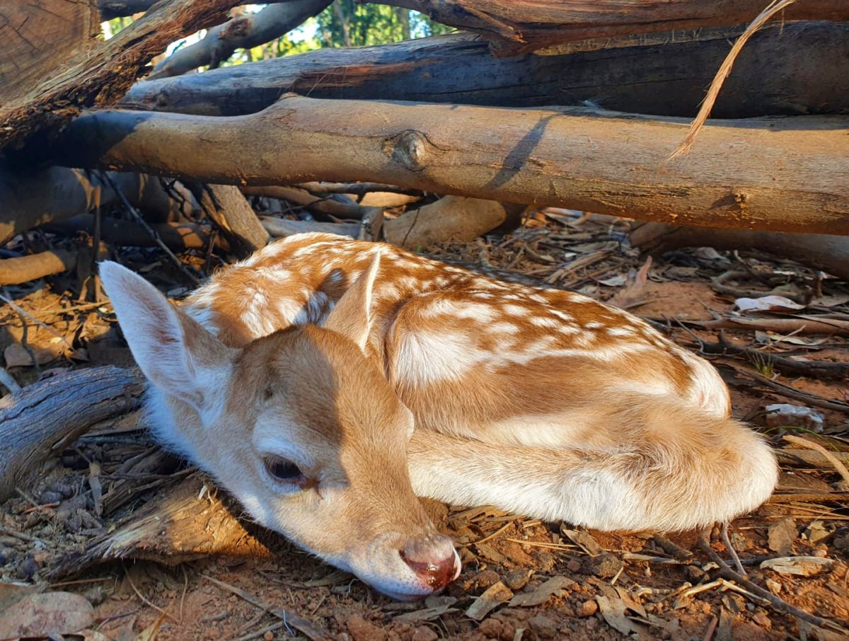 Fawn lying on leaves next to fallen tree limbs