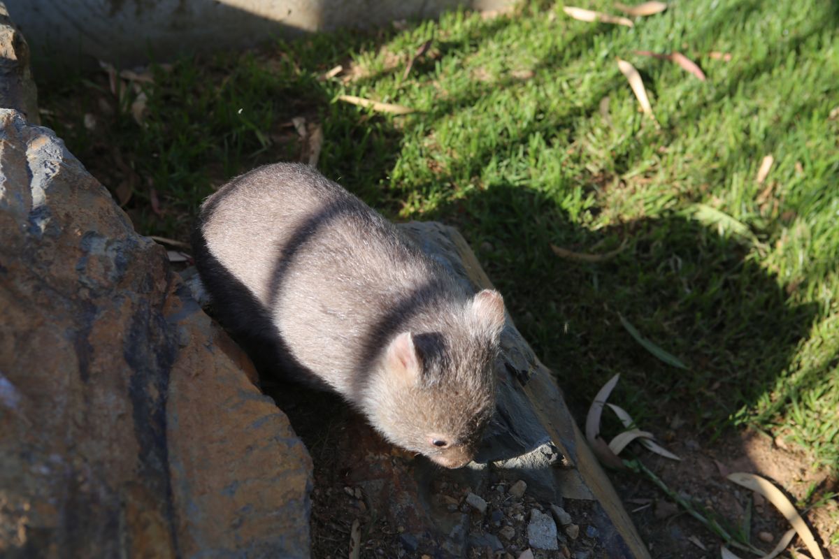 wombat on rocks