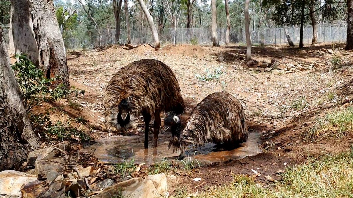 Two emus in a watering hall in zoo enclosure