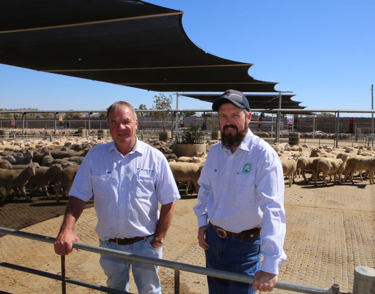 Two men standing in sheepyards