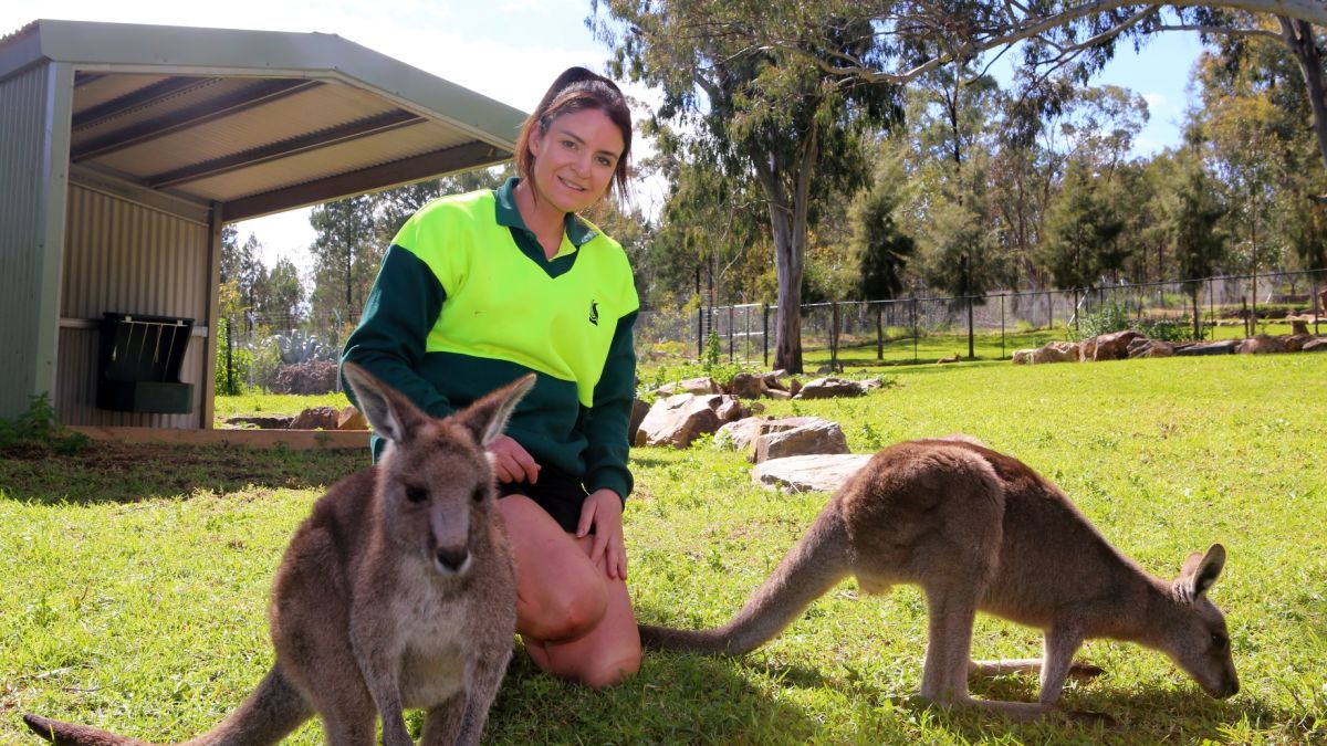 Female zoo curator with two eastern grey kangaroos