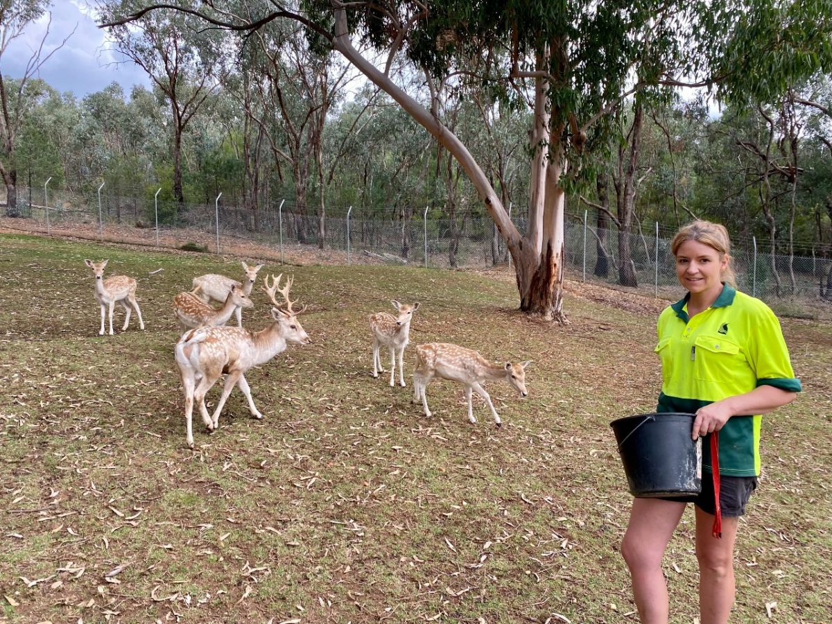 A woman holding a bucket stands in an enclosure with a herd of deer