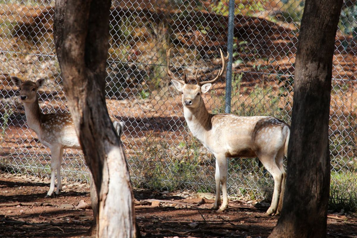 Stag and doe amongst trees in enclosure