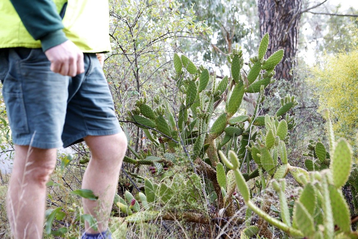 Man's legs beside patch of blind cactus