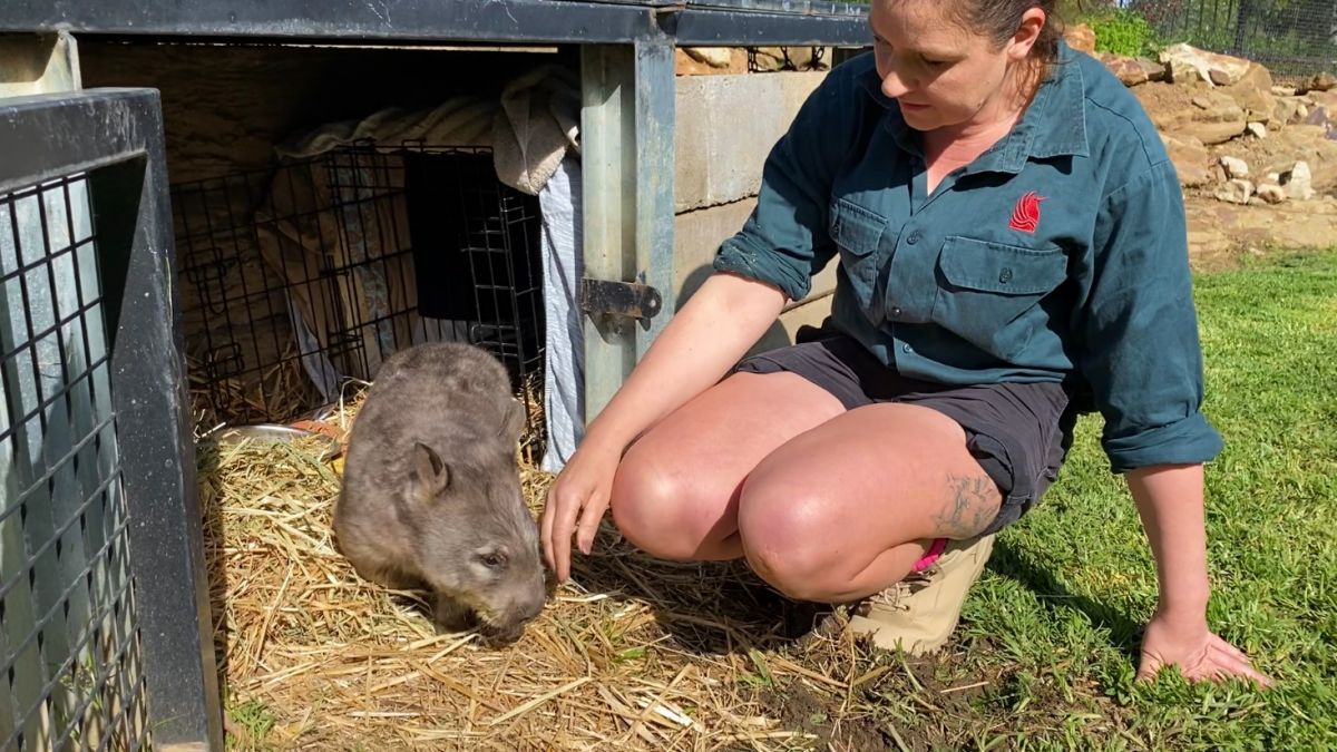 Zoo curator with Herbie the southern hairy-nosed wombat 