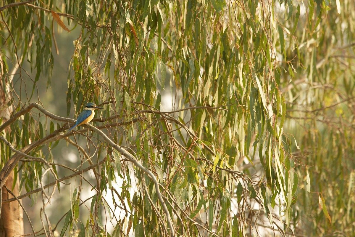 King Fisher in gum tree