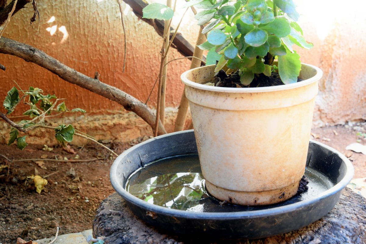 Outdoor plant dish holding stagnant water