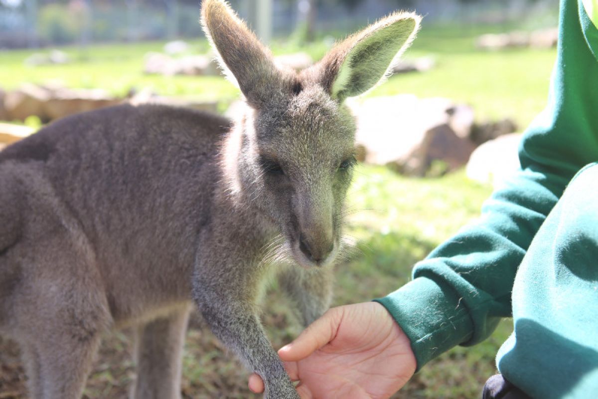 A young wallaby