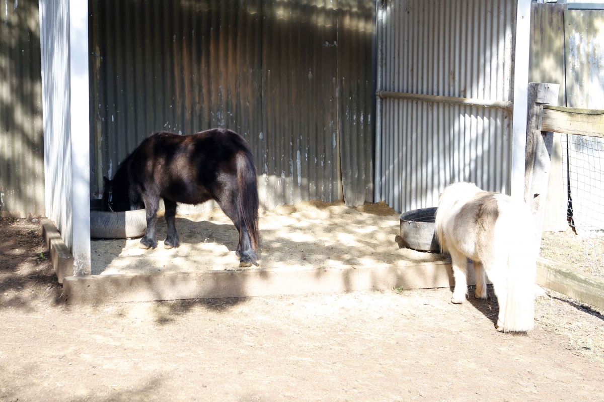 Miniature ponies eating from feed buckets