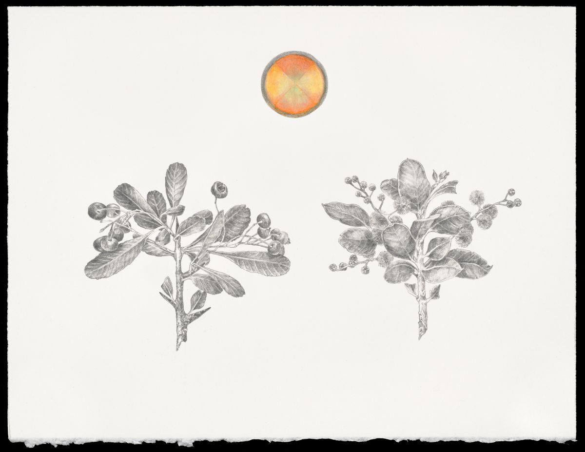 Botanical drawing of two plants with leaves, berries and blossoms