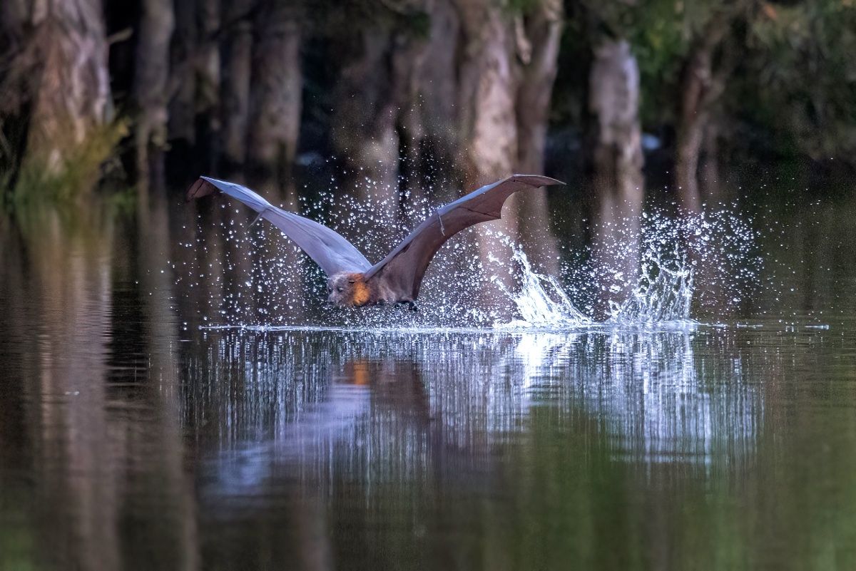 Grey-headed Flying Fox flying over water, with water droplet coming off wings