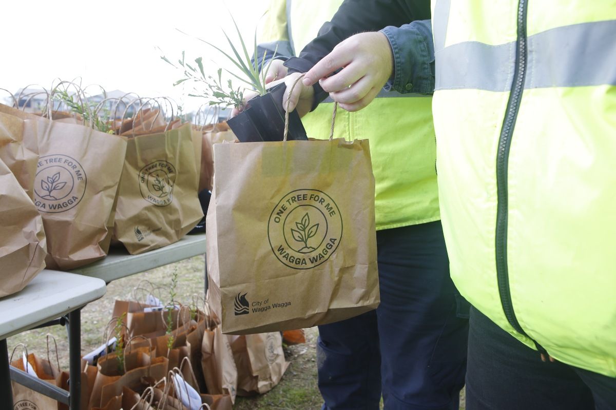 Close up of hands placing native seedlings in One Tree for Me bag, with other bags on top of table in background