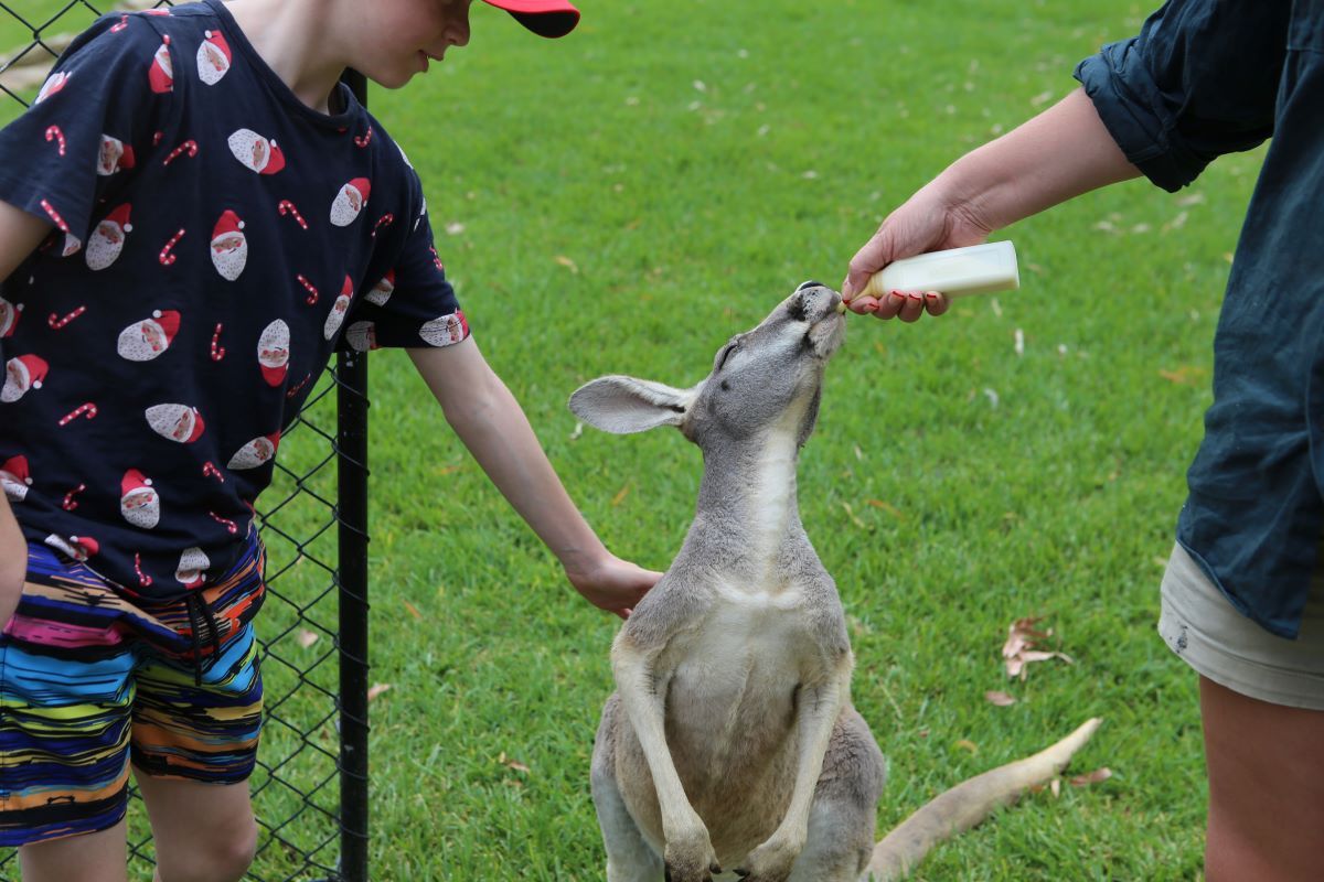 A young kangaroo drinking from a baby bottle while a child pats it.