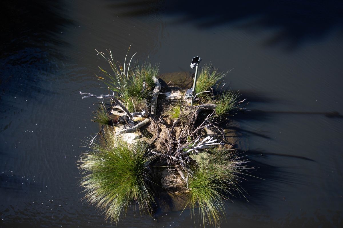 Top down photograph of Turtle Island in Wollundry Lagoon.