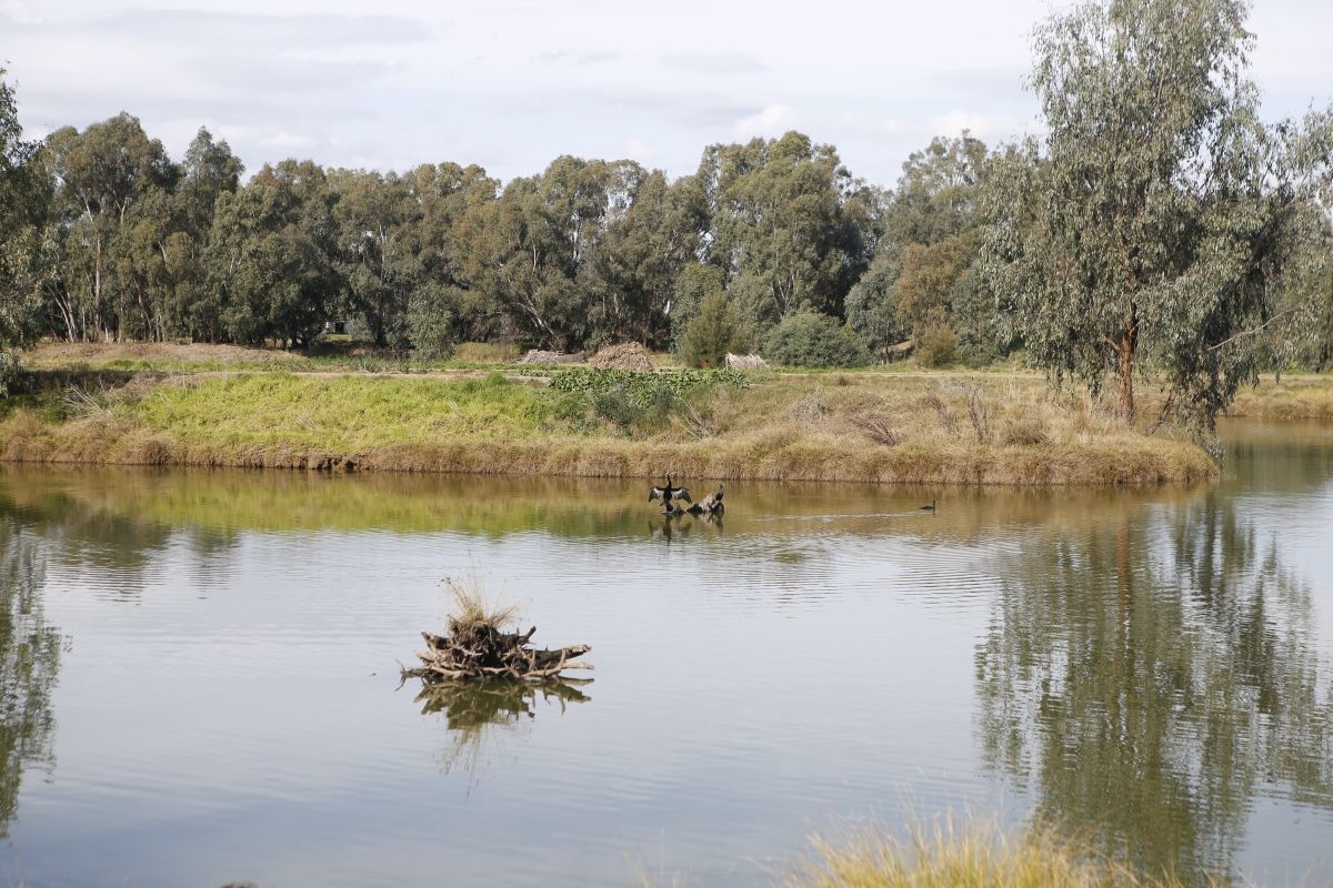 Main pond at Marrambidya Wetland with bird spreading wings in b/g.