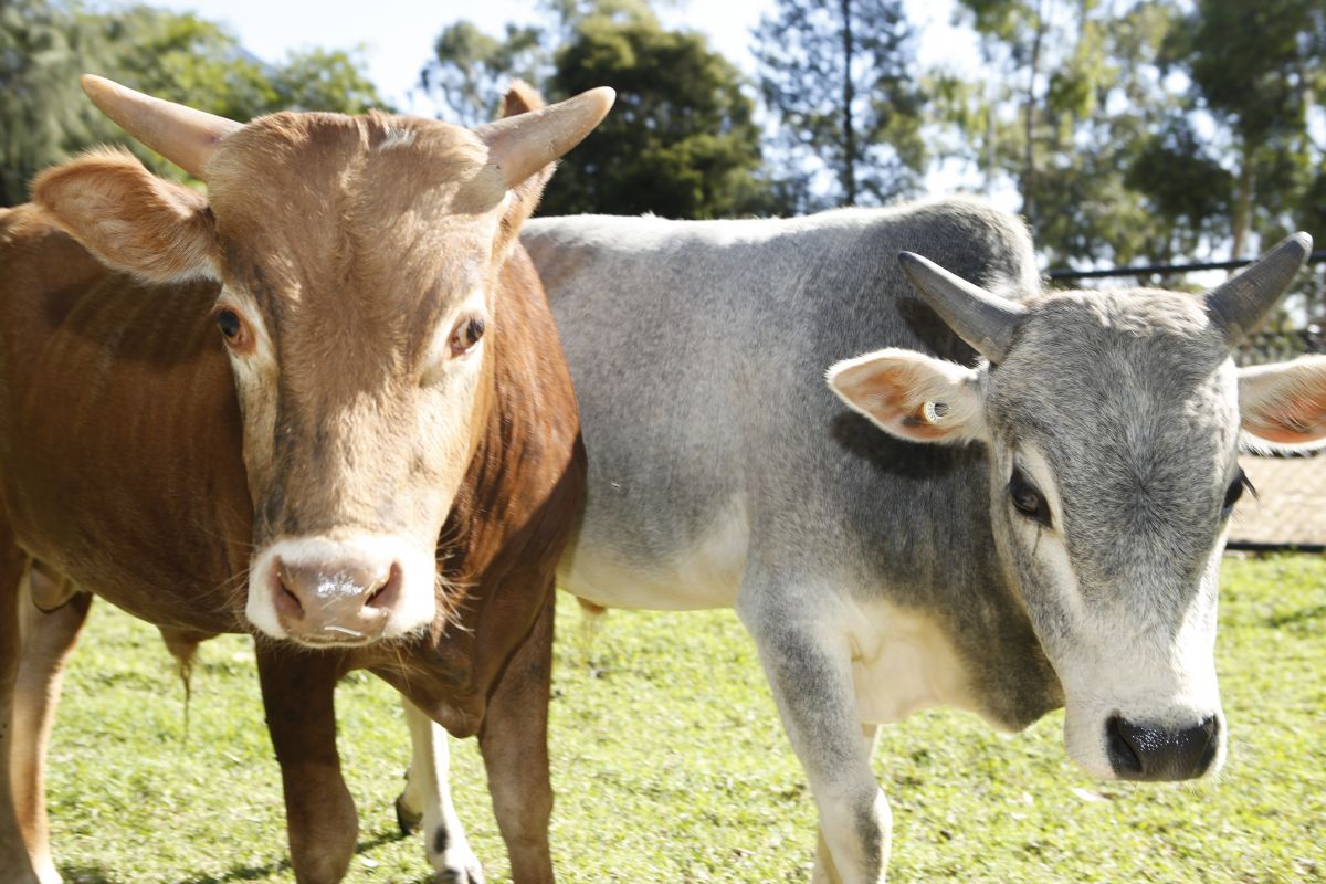 Close up of two minature cows, one brown and one grey.