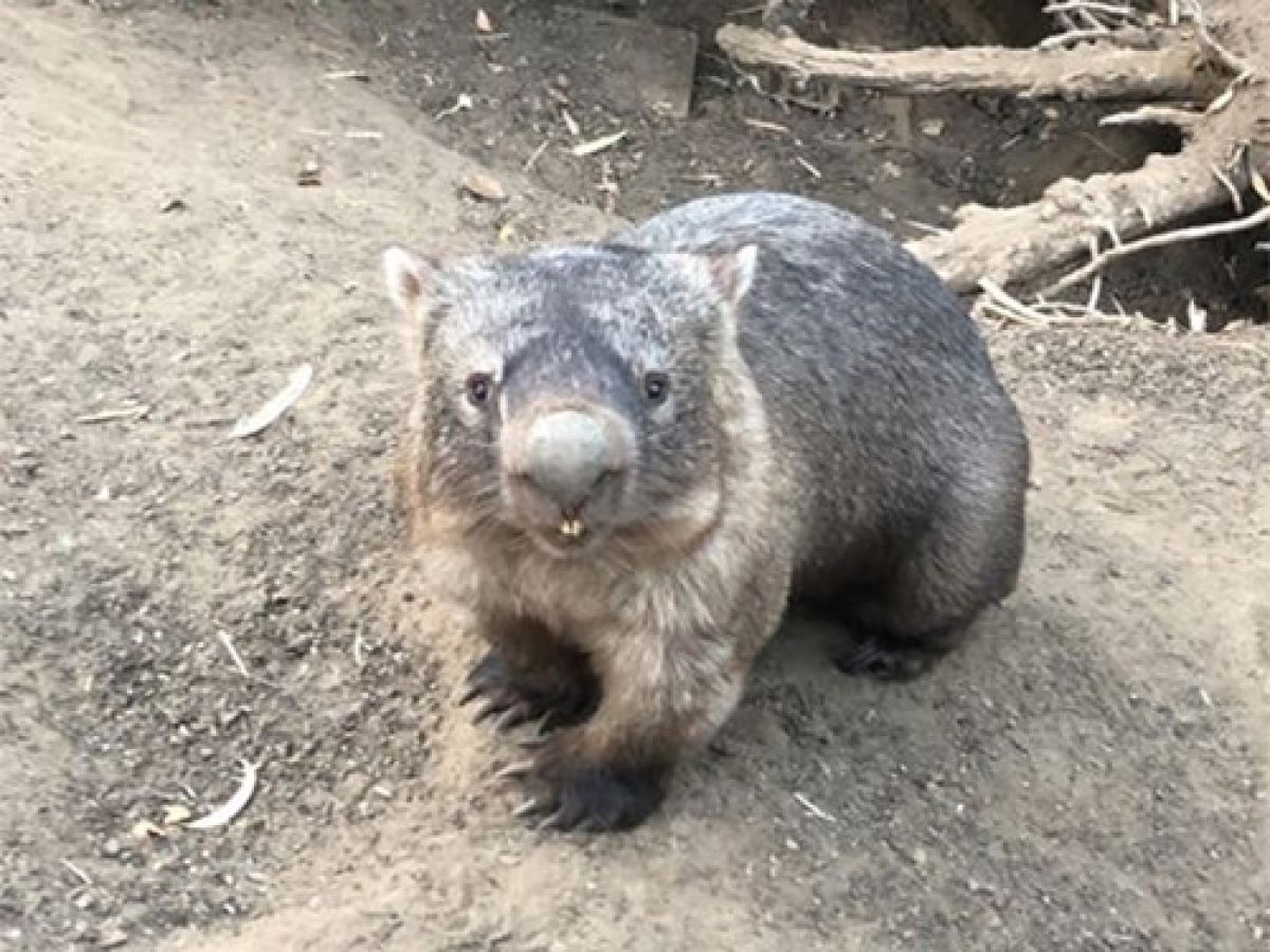 The wider Wagga community is mourning the loss of Dozer, the common wombat.