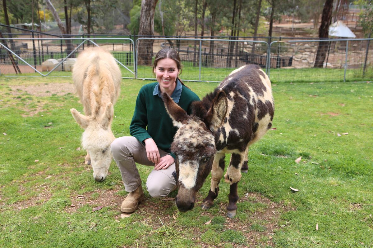 Woman holding miniature donkey by a lead rope