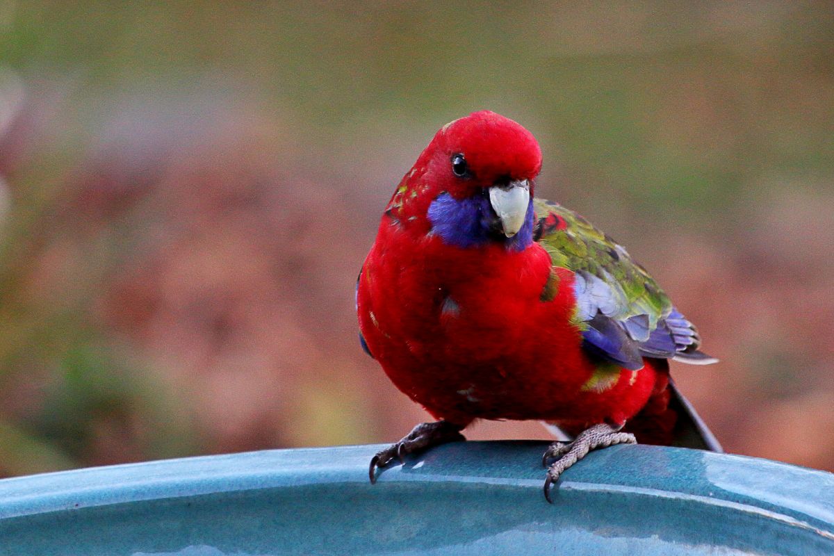 Crimson Rosella in a bird bath