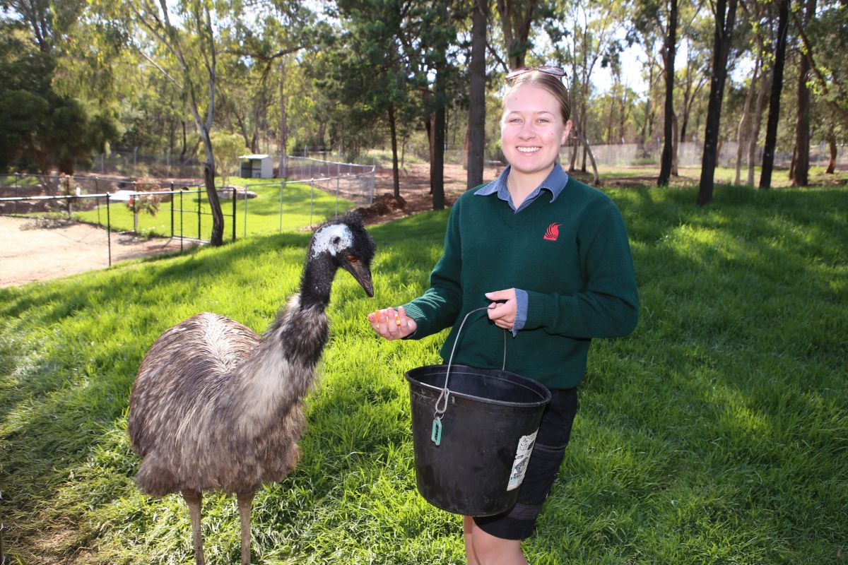 Female zoo curator feeding an emu