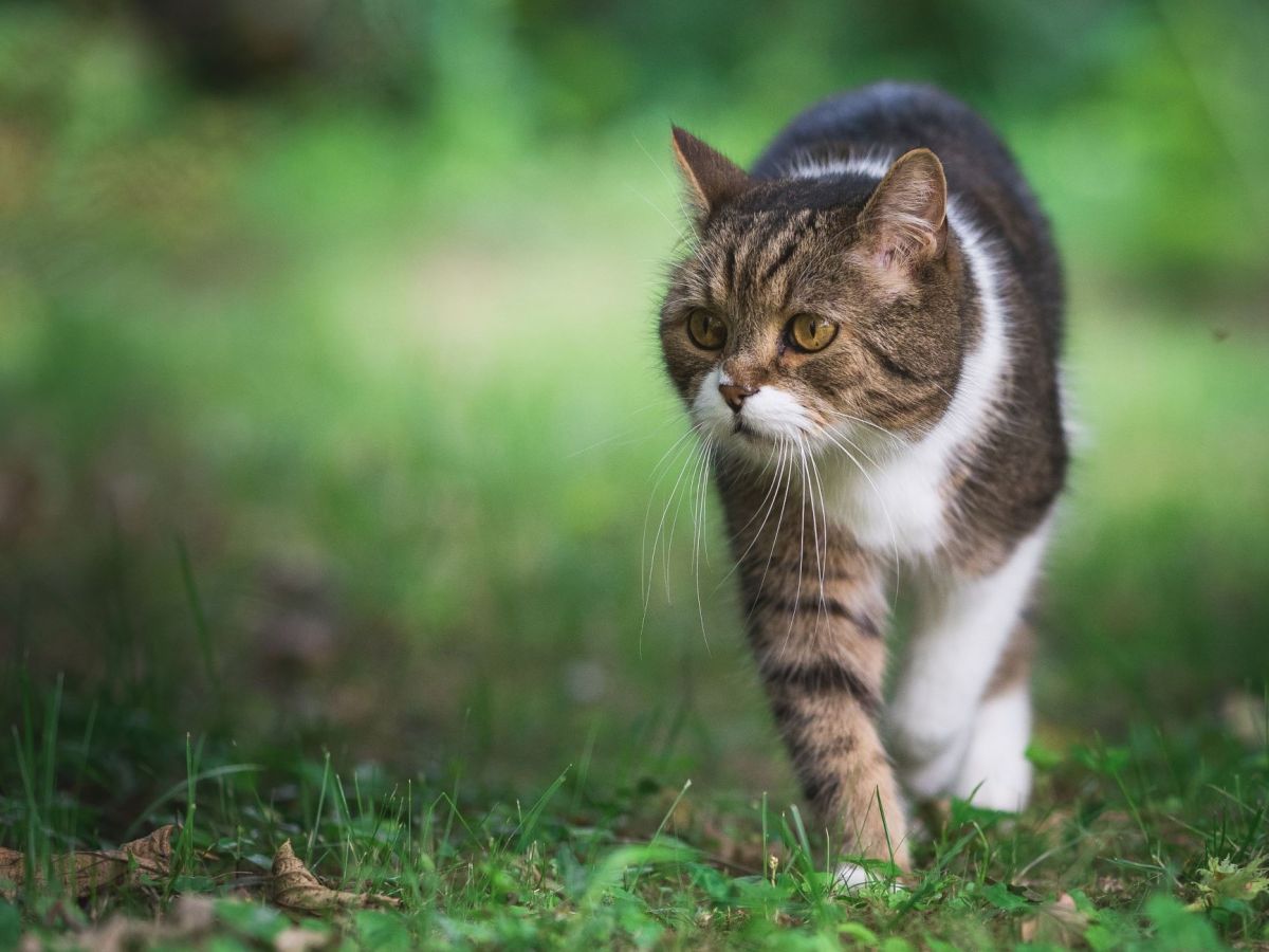 Cat roaming through garden