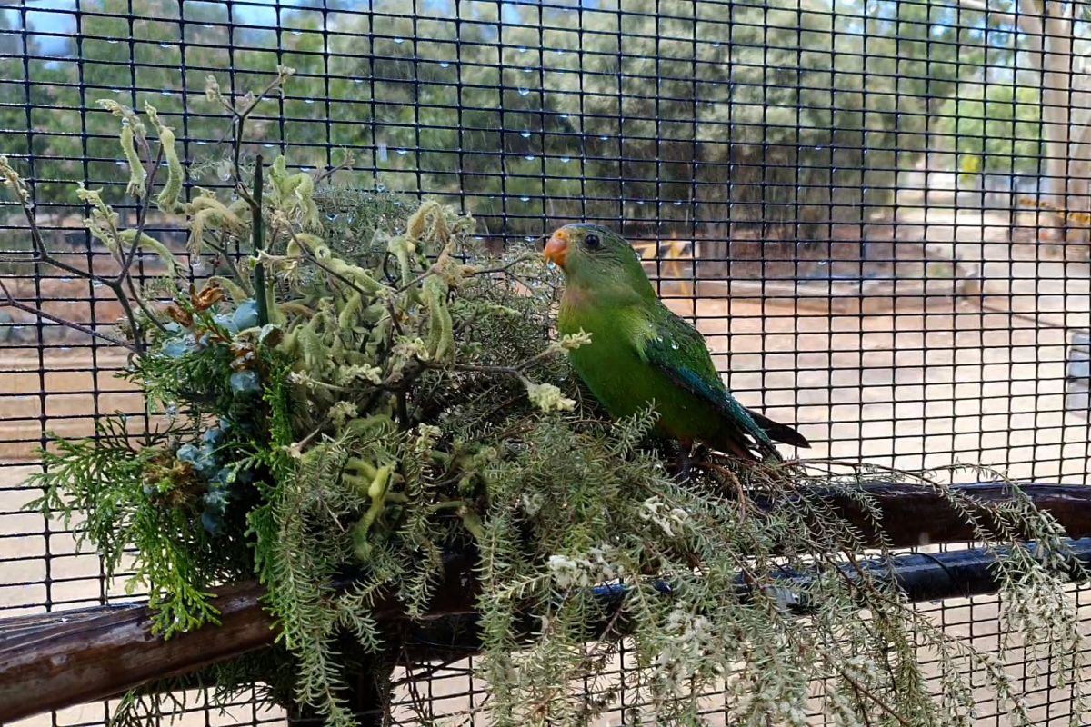 Parrot sitting on plant under spray from sprinkler