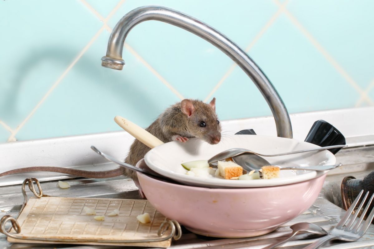 mouse on kitchen sink sniffing at leftover food