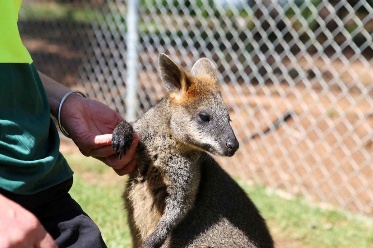 swamp wallaby and zoo curator's hand