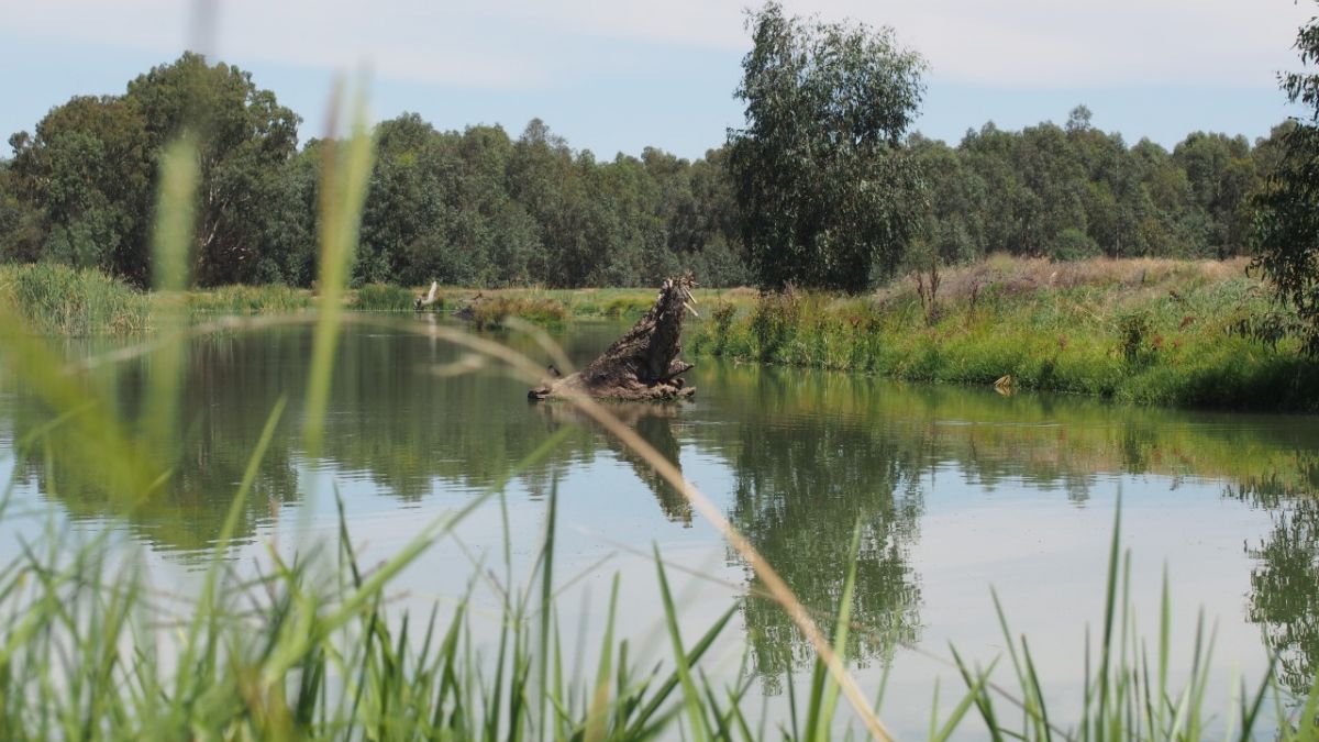 Overlooking a wetland with trees in the background