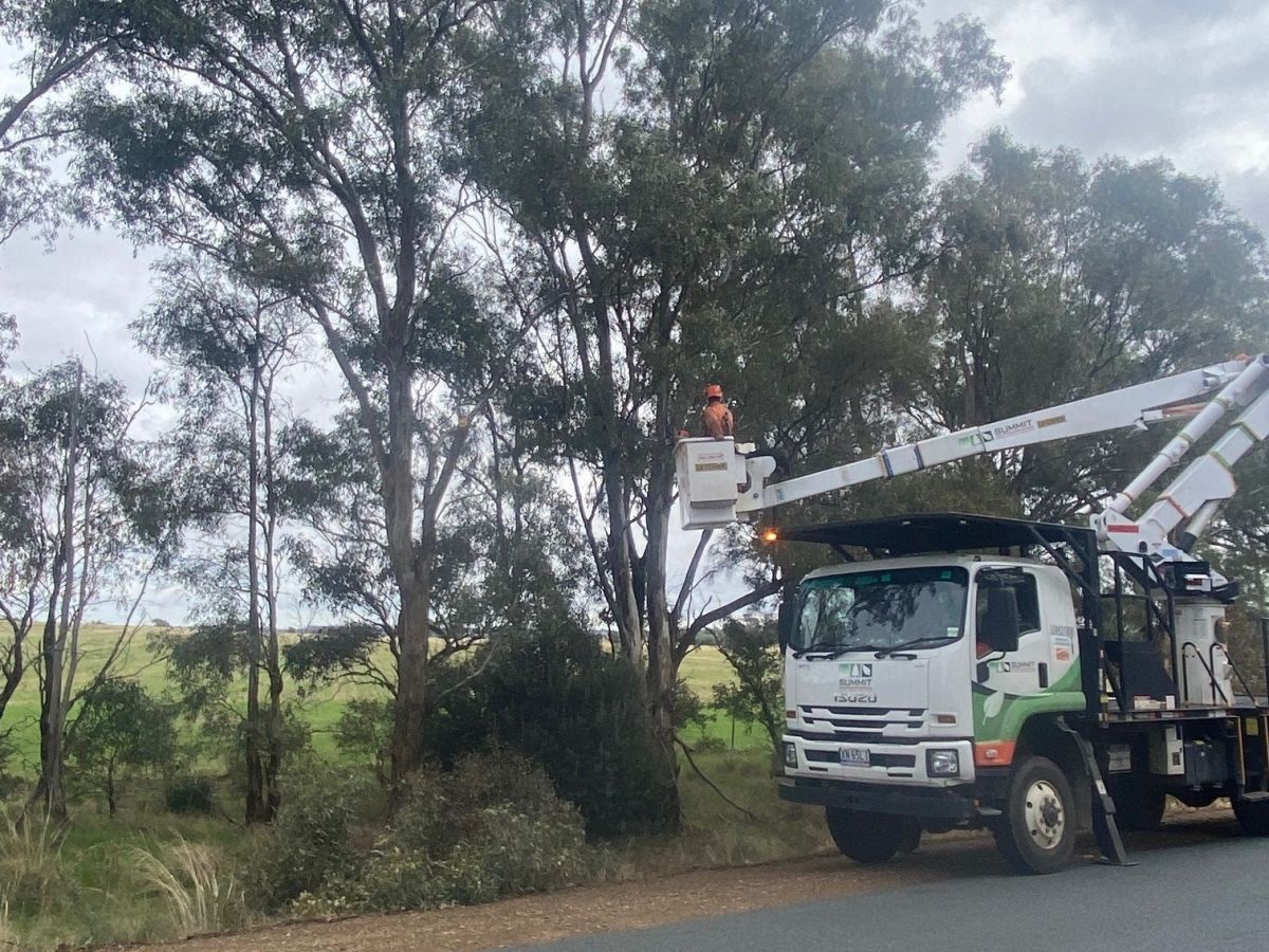 Workers prune trees along the edge of a road