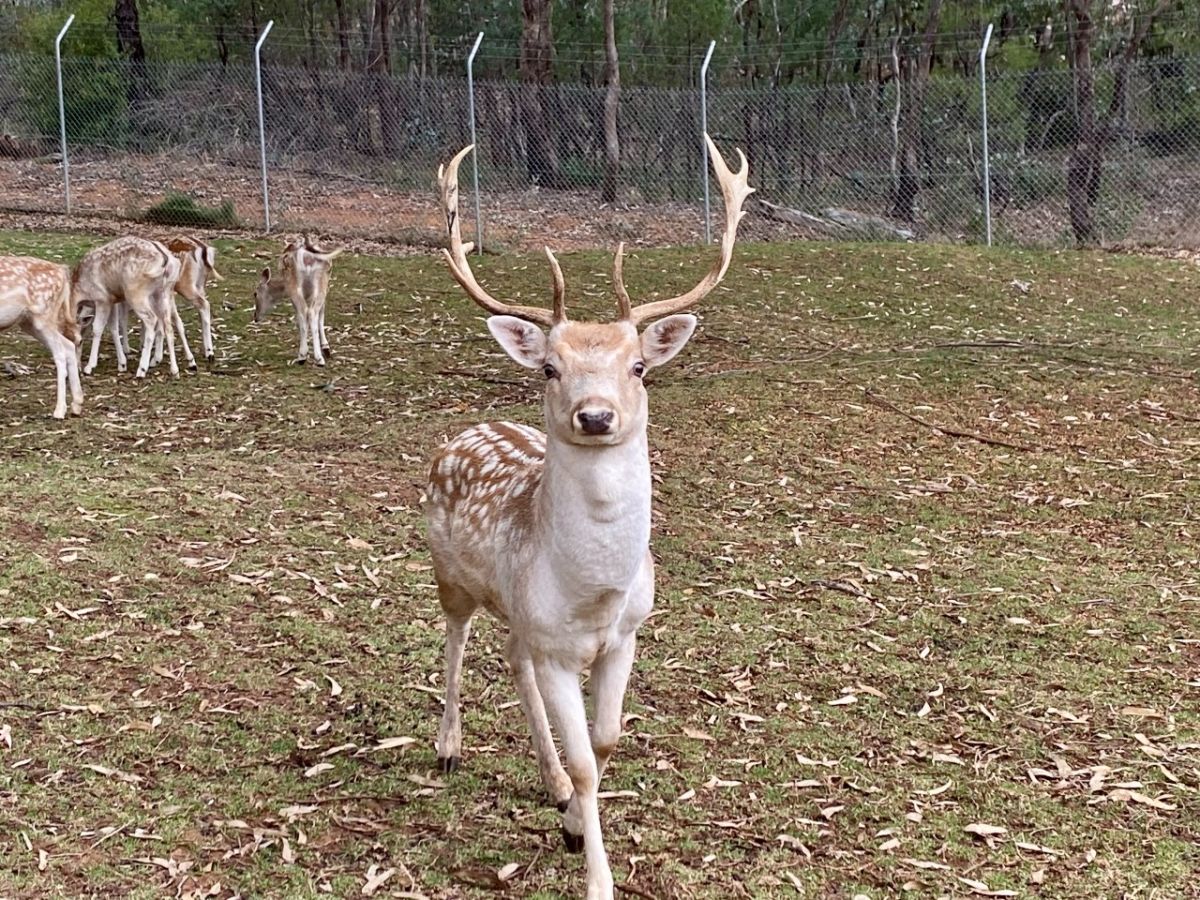 A stag stands in front of a herd of deer