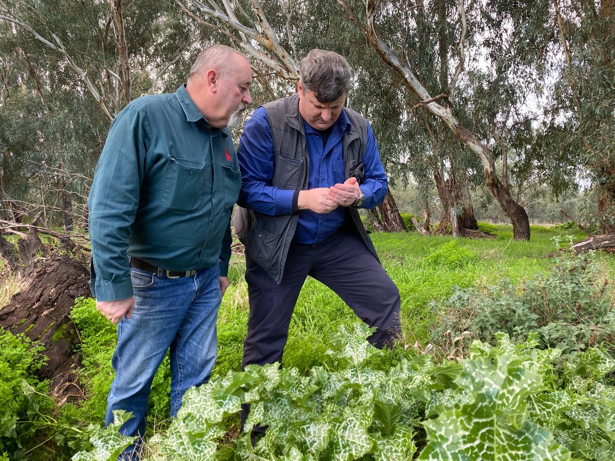 Two men inspecting weeds