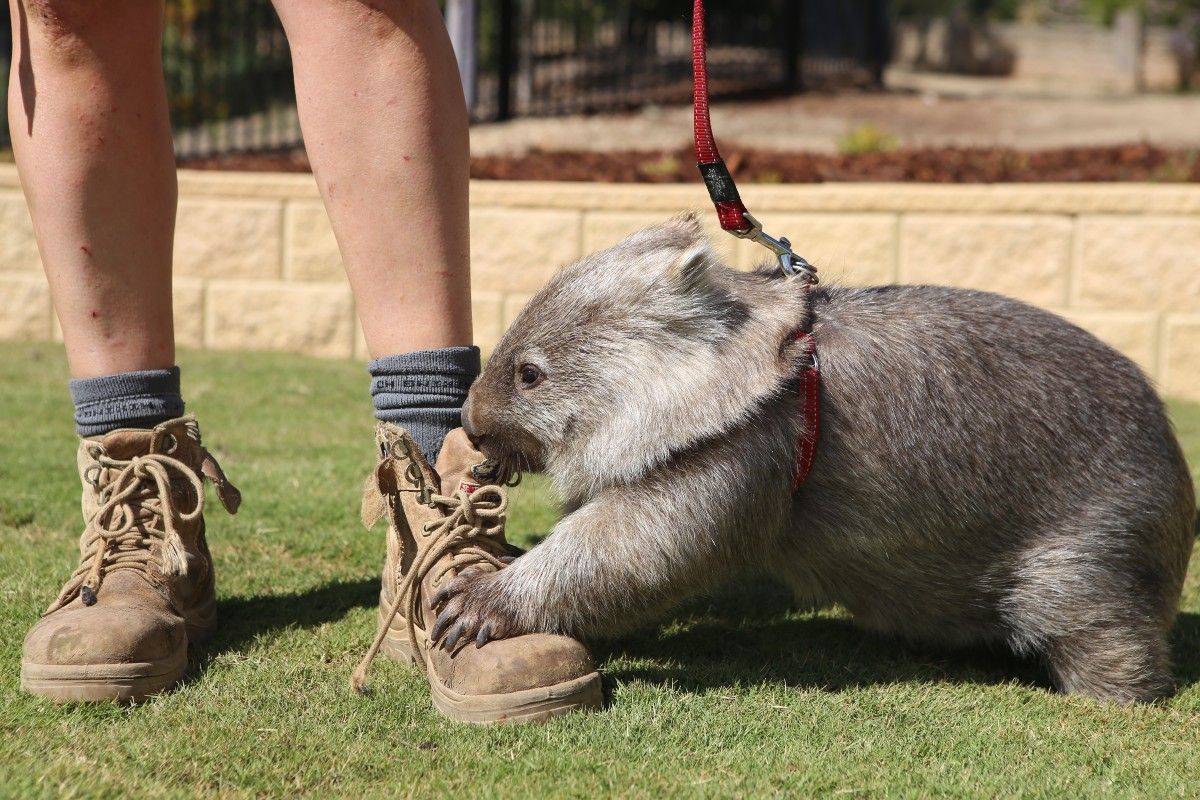 A small wombat beside a person wearing boots