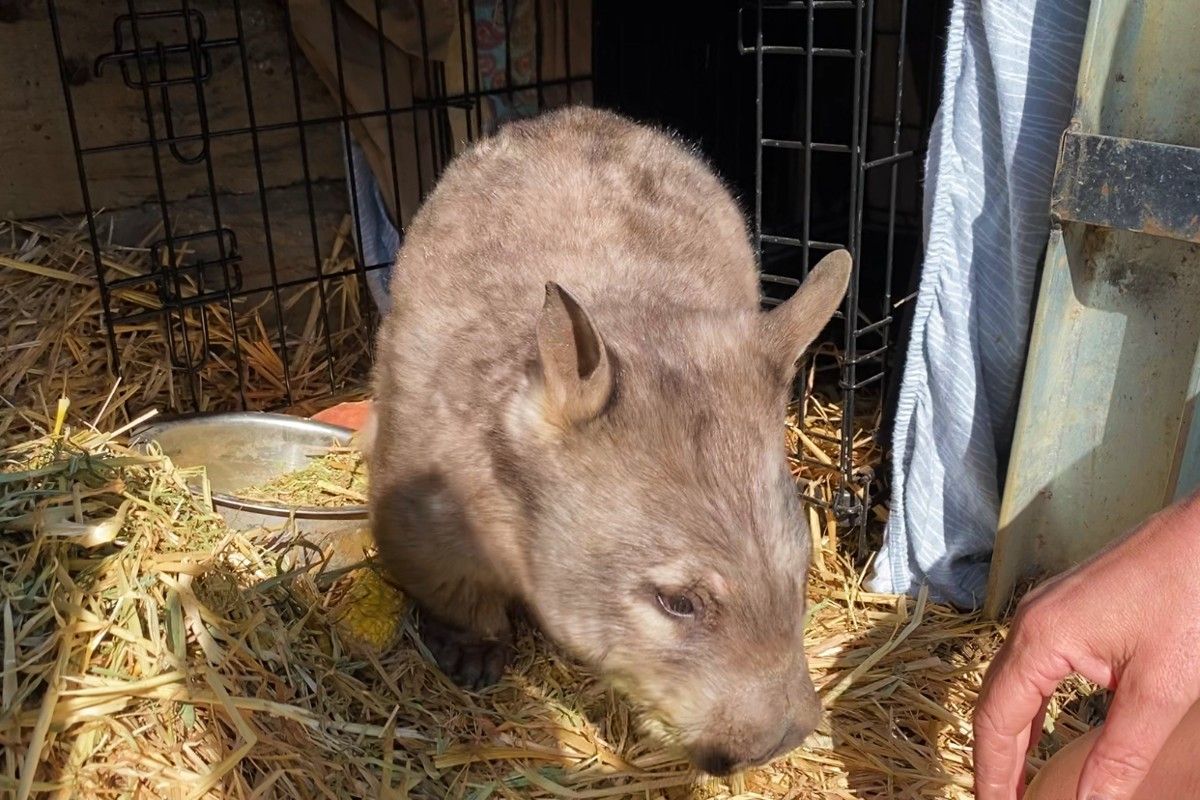 Herbie the southern hairy-nosed wombat in his shelter