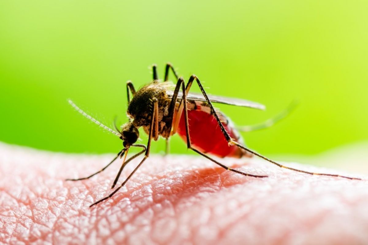 A close-up of a mosquito on a person's hand