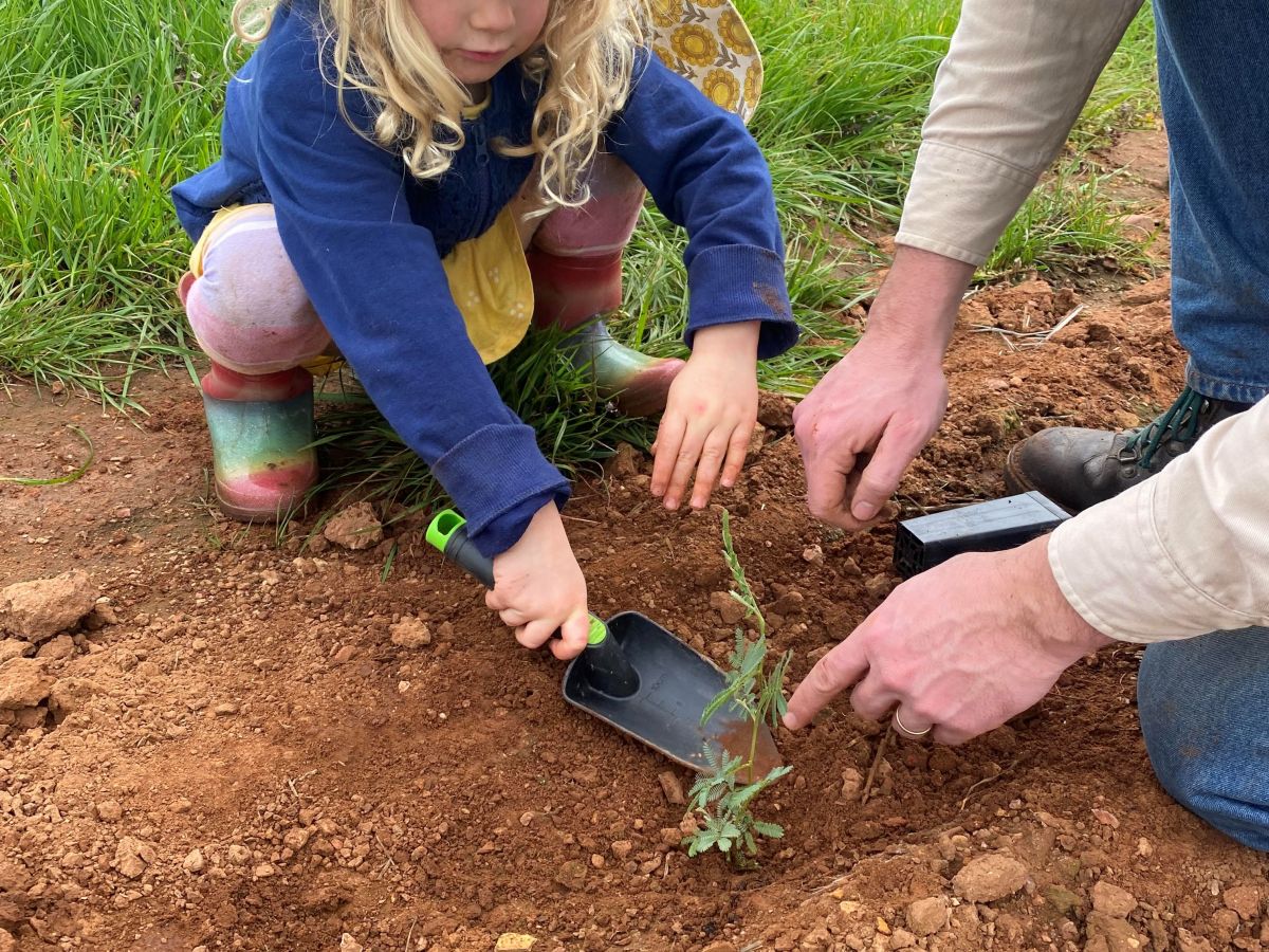 Close up of two pairs of hands planting seedling in the ground. One pair of hands belongs to a small child and the other pair belong to an older male figure. The child's hands hold a trowel and pat the dirt around the newly planted seedling.