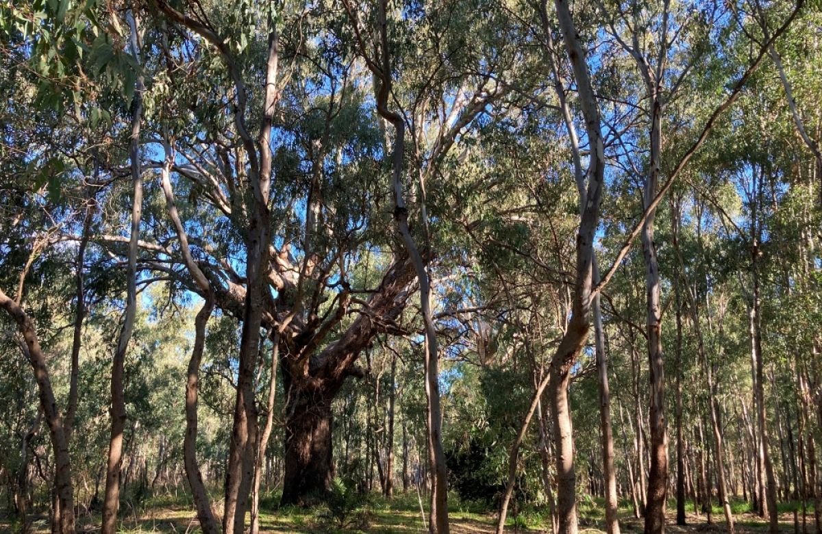 Native vegetation, including trees and bushes