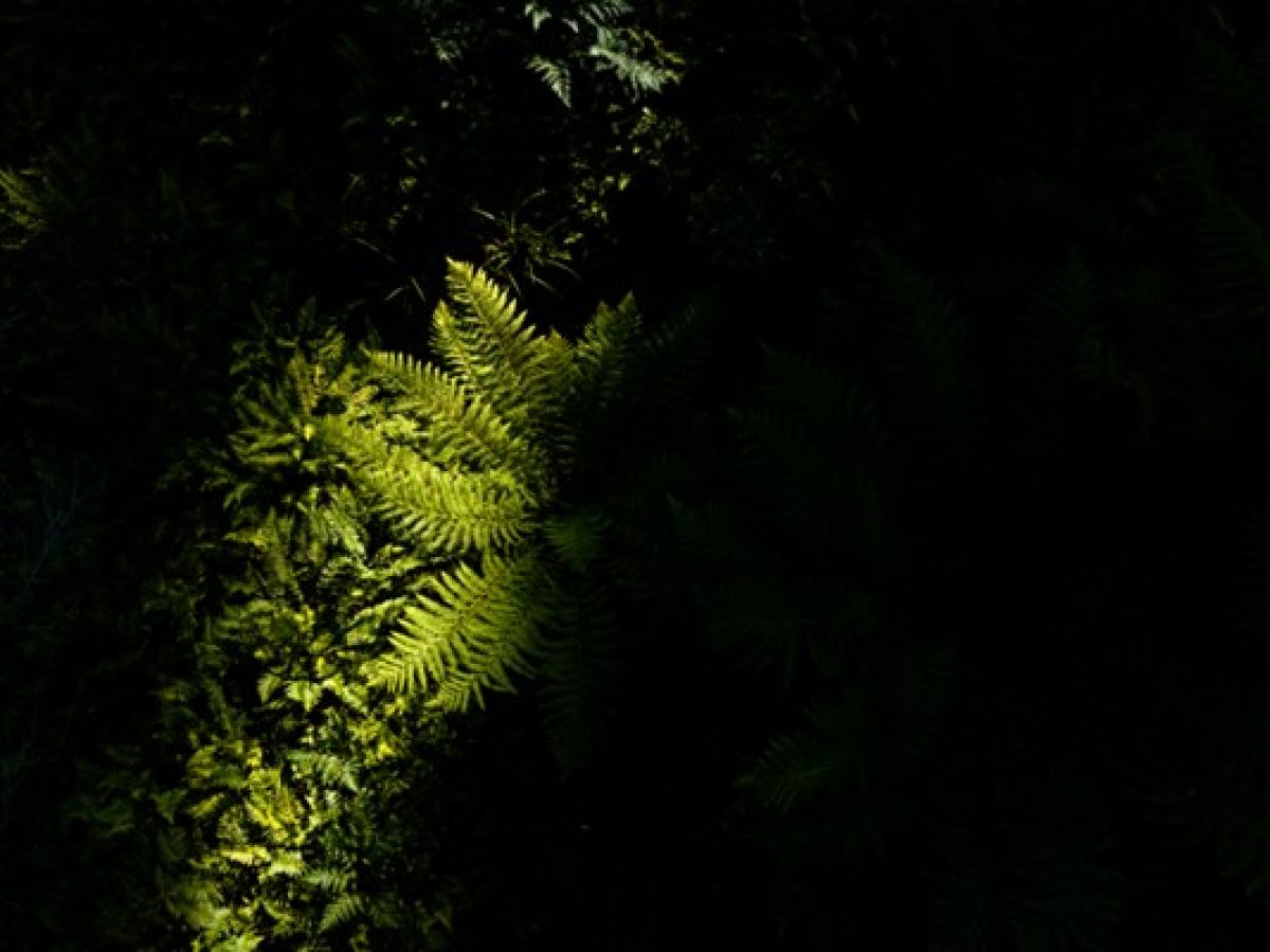 A photograph which is mostly black which a strip of light on the left revealing green fern leaves.