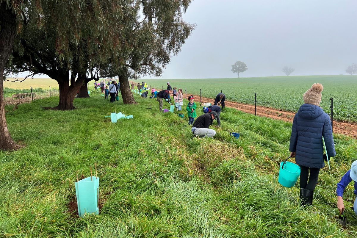 People planting native seedling on a farm on a wintry morning in July