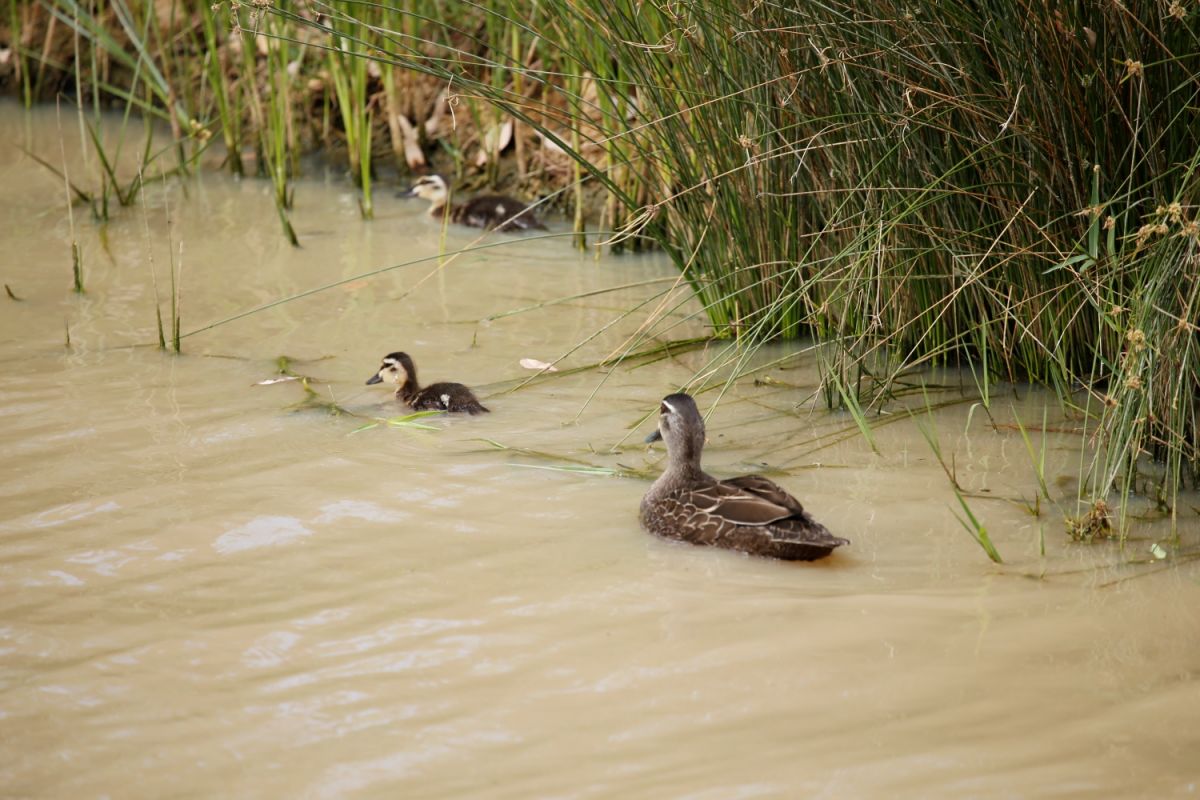 A duck and two ducklings swimming in Lake Albert, Wagga Wagga.