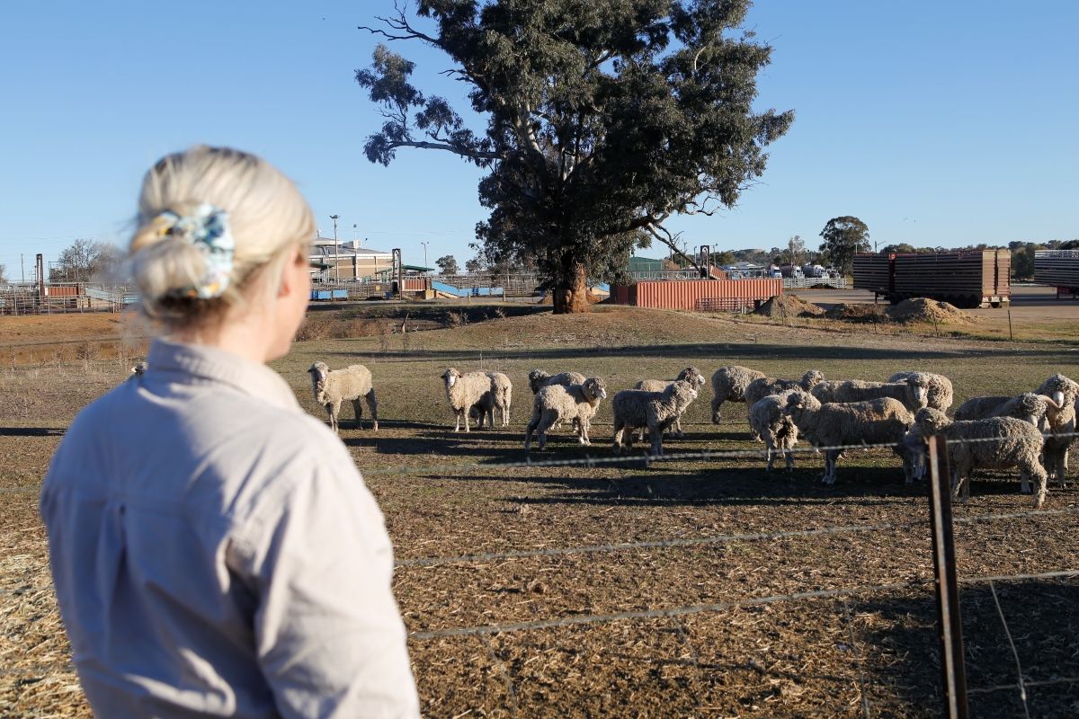 Sheep in a paddock.