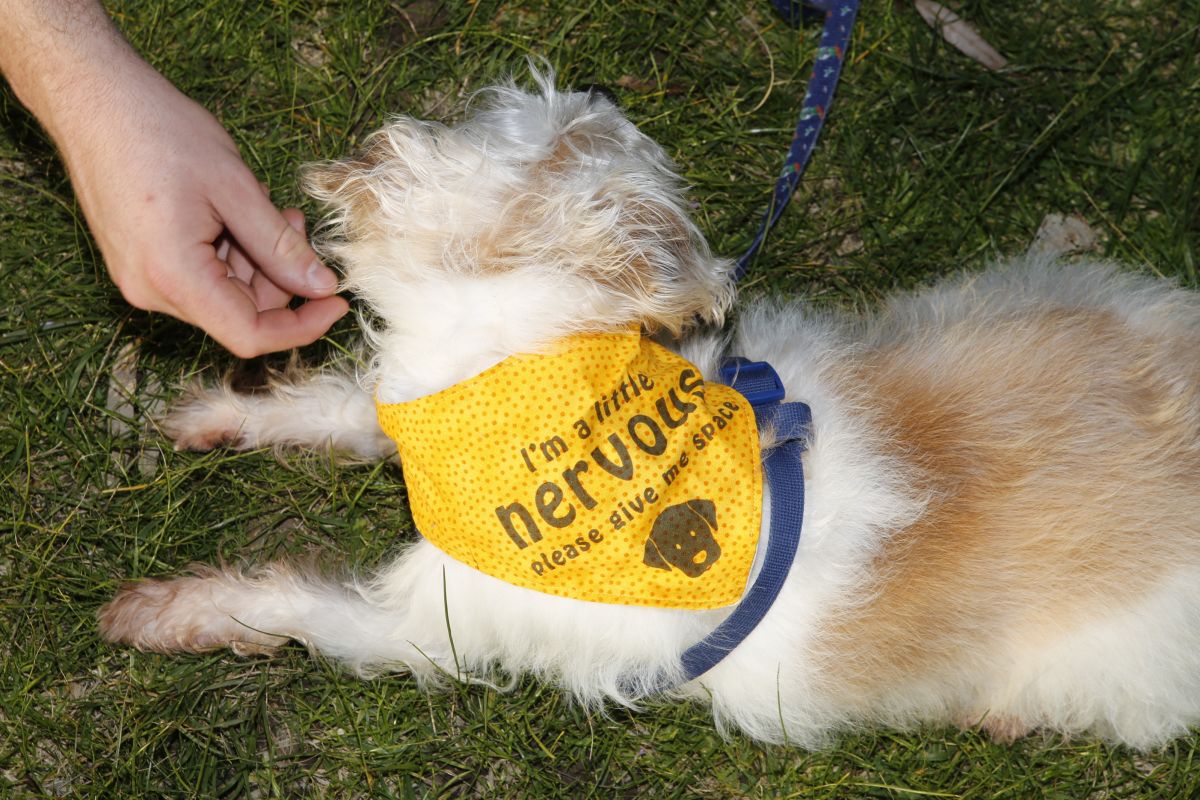 A dog wearing a high-vision bandana with writing 'nervous'.