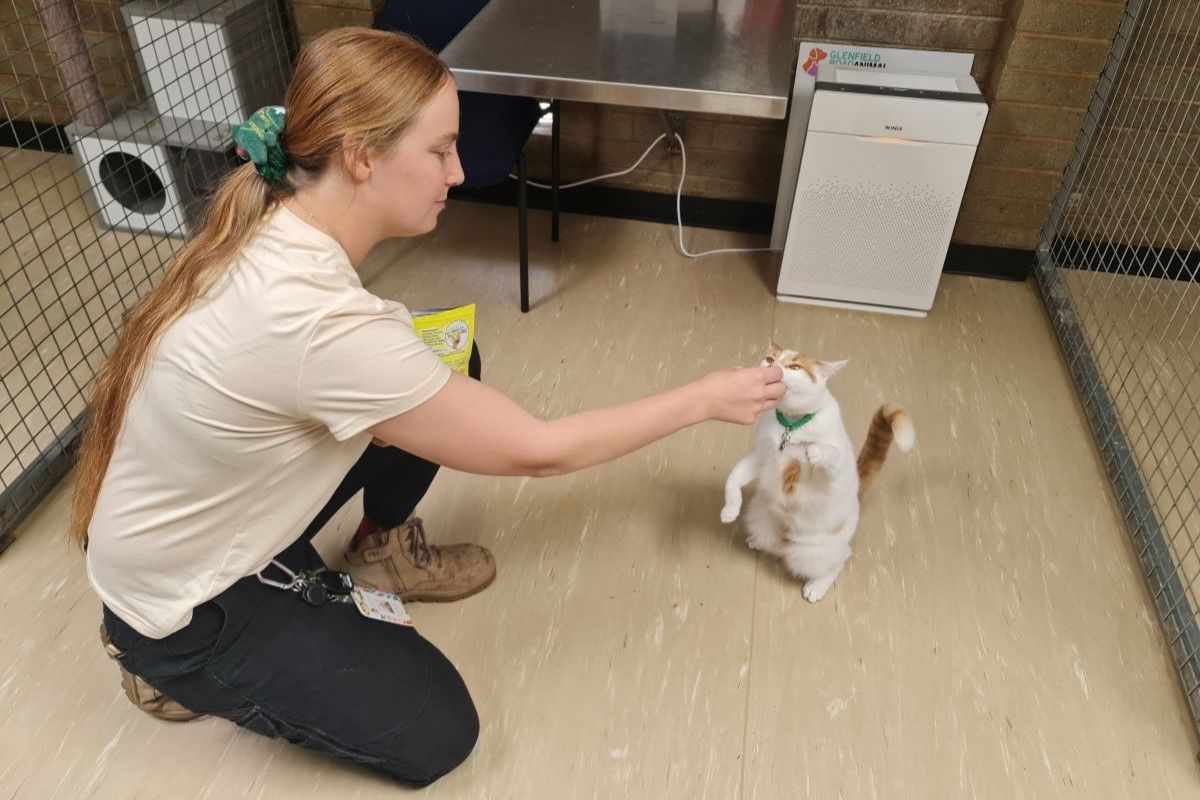 A young woman gives a treat to an orange and white cat that is sitting on its hind legs.