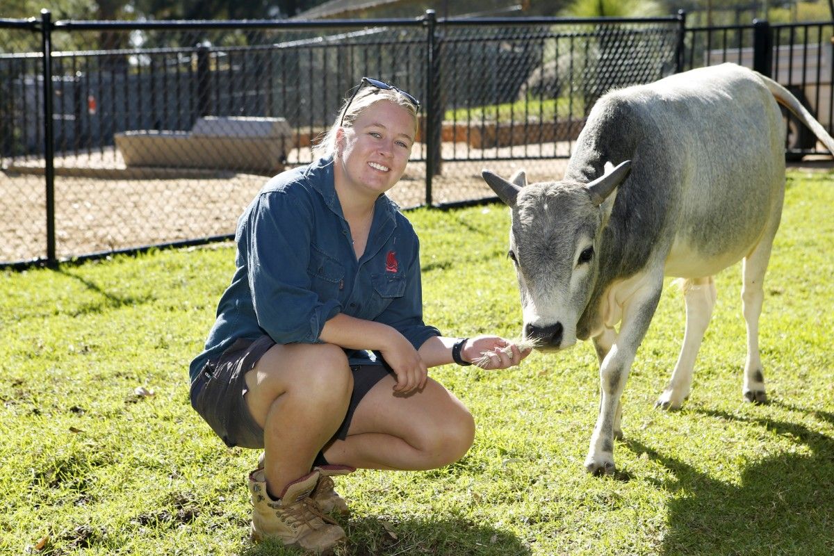 A female zoo keeper in a green uniform hand feeds a grey coloured miniature bull inside a grassy enclosure.