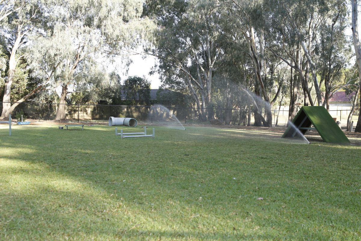  In-lawn sprinklers water the turfed area at a dog park with agility equipment located around the turfed area.