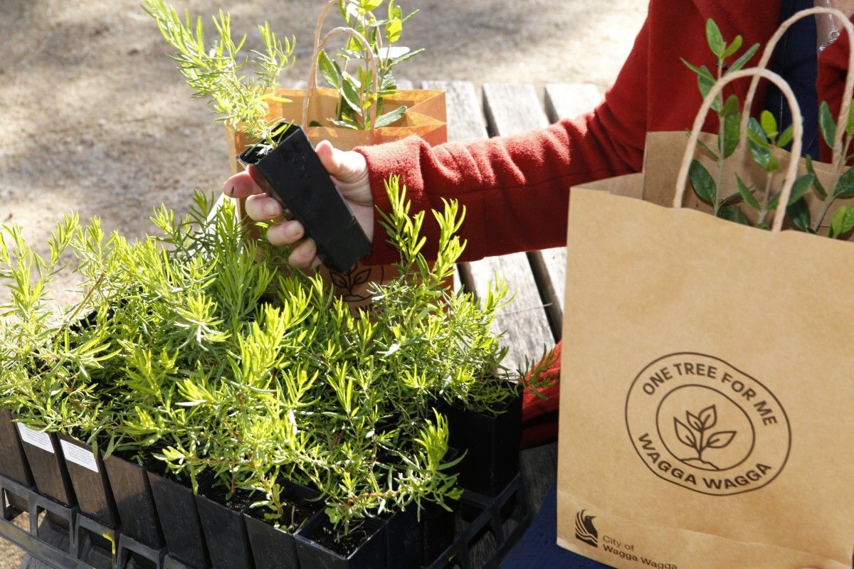 Hand holding a native seedling in a narrow pot, with a tray of native seedlings underneath and a paper bag saying One Tree for Me nearby.