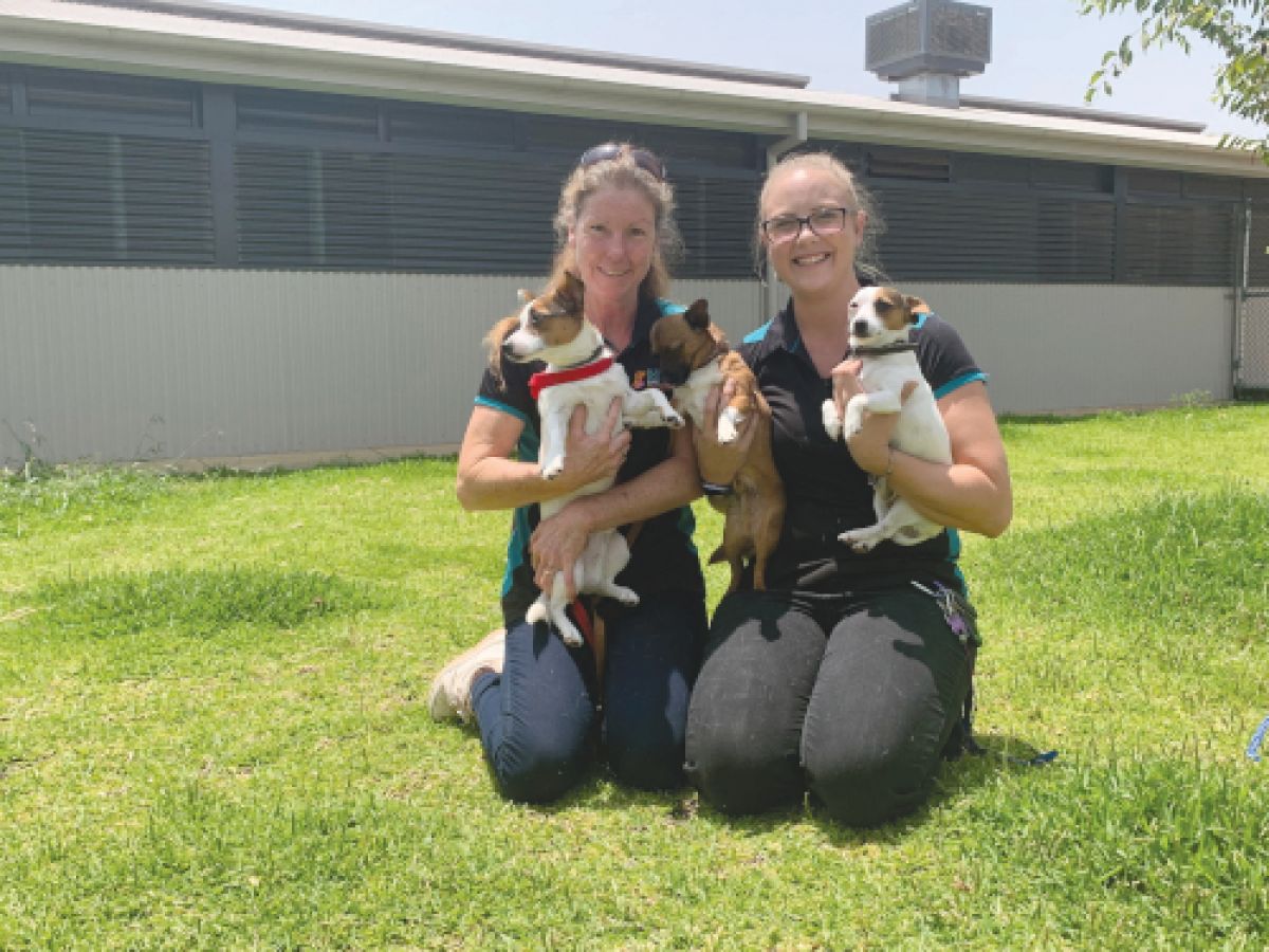  RESPITE: Wagga Wagga City Council Animal Welfare Officers (left) Marianne Burrows and Keli Stephens are proud to be caring for dogs belonging to evacuated families at the Glenfield Road Animal Shelter.