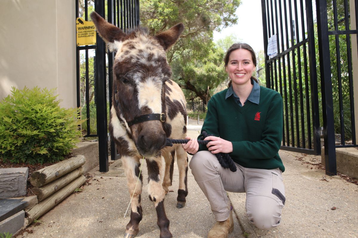 Female Zoo curator holding miniature donkey by lead rope