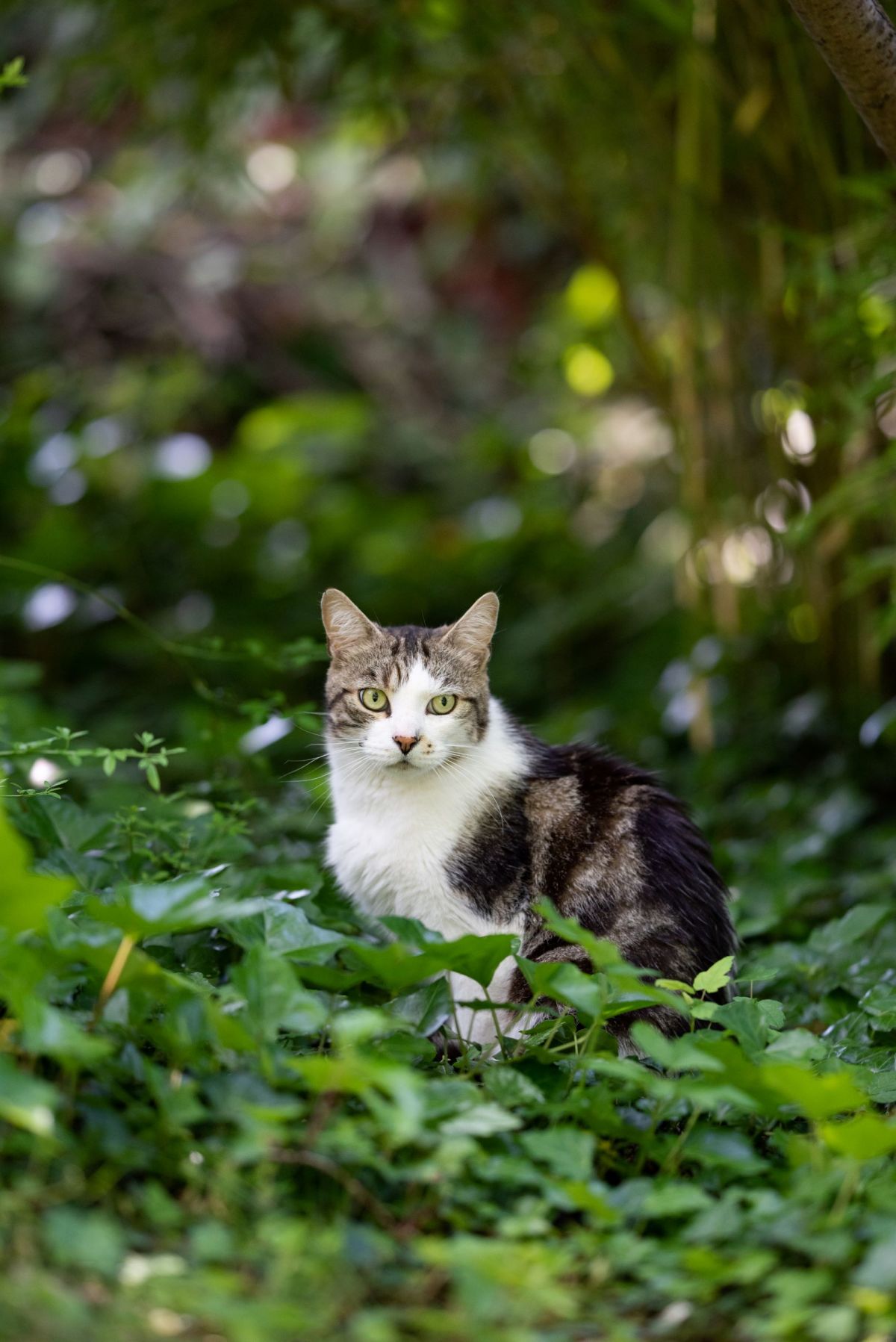A cat in a garden